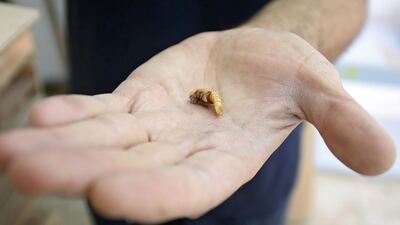 A single 'superworm' at Jassem Buabbas's farm in Kabad, Kuwait. The grubs are the larvae of the darkwing beetle. AFP
