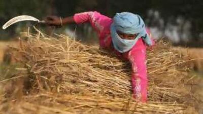 An Indian woman harvests wheat near the village of Jajjal, about 250 kms west of Chandigarh.