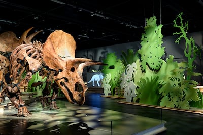 March of the Triceratops: The Herd is a temporary exhibition that will open with the museum. Photo: Naturalis Biodiversity Centre