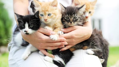 new research proves there is nothing sad about being a 'crazy cat lady'. Getty Images