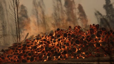 Piles of firewood burn
