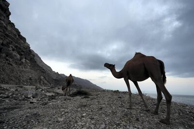 Bathari poetry is shorthand for life in this remote corner of the Arabian Peninsula. Chris Whiteoak / The National