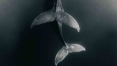 Graeme Purdy, UK, Shortlist, Professional competition, Wildlife & Nature, Sony World Photography Awards.