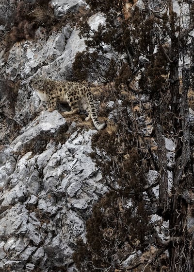 A snow leopard at Angsai canyon in north-west China's Qinghai Province. Shutterstock