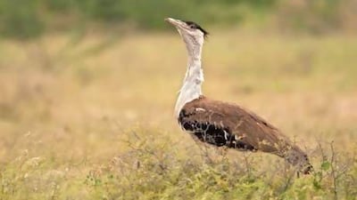 There are fewer than 200 Great Indian Bustards left in the country. Courtesy of Ramki Sreenivasan / Conservation India
