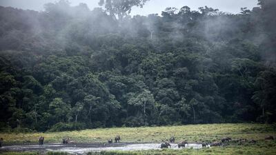 Gabon will become the first African country paid to preserve its forests in an effort to fight climate change. Amaury Hauchard / AFP