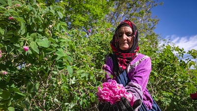 A worker harvests roses in a field by the city of Kelaat Mgouna in Morocco's central Tinghir Province in the Atlas Mountains on April 26. AFP