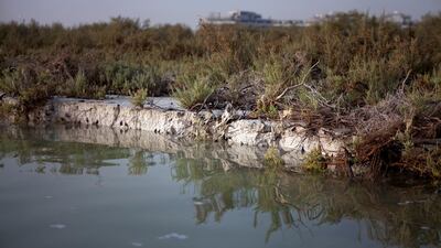 As construction nearby continues by widening the natural channels of the mangrove islands, the mangrove shores sit sharply exposed. (Silvia Razgova/The National)