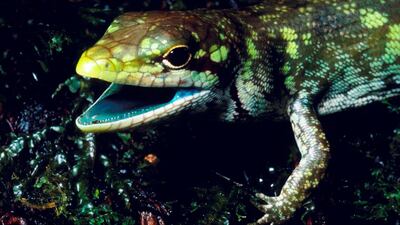 A prehensile tailed skink from the highlands of New Papua New Guinea. The high concentrations of the green bile pigment biliverdin in the blood overwhelms the crimson colour of red blood cells resulting in a lime-green coloration of the muscles, bones, and mucosal tissues. Christopher Austin via AP