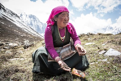A local woman shows her harvest of yarsagumba, thought to be a rare and valuable combination of caterpillar and fugus. Stuart Butler