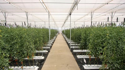 Different varieties of tomatoes are grown in this greenhouse employing soilfree farming methods in Jordan. Charlie Faulkner for The National