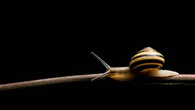 In the recent California study, scientists gave the tails of one group of marine snails electric shocks, causing their defensive reaction to become more pronounced and then transplanted genetic material to other snails. Getty Images