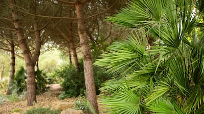 The Mediterranean Garden at Kew Gardens. The site is home to more than 11,000 trees. Photo: Royal Botanic Gardens Kew