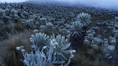 A photo of the Reserva Ecológica El Angel by Pablo Corral Vega. Courtesy Pablo Corral Vega