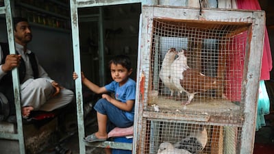 A pair of pigeons preen each other.