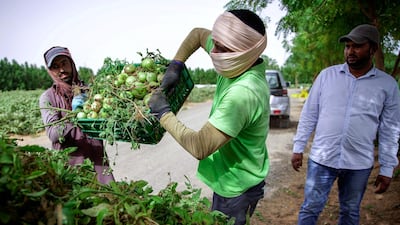 Farmers clear the tomato field to give way to a new planting season at Emirates Bio Farm.