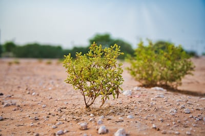 Local wild plant Tq grows in abundance in the UAE and has wound-healing properties