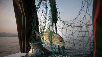 Some 200 species in the Arabian Gulf have fallen prey to overfishing. Silvia Razgova / The National