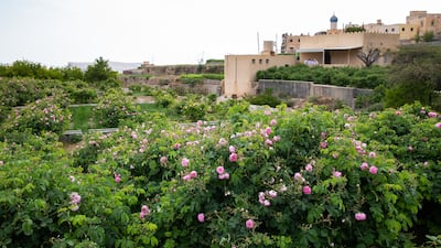 A rose garden in Al Ayn village.