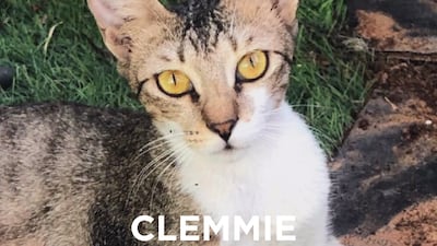 Clemmie, 1, female. She requires an experienced and patient fosterer who can help her come out of her shell to blossom. She's a new rescue, currently in a cage at the vet, which is causing her a lot of stress owing to the restricted space