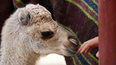 A three-week old baby camel at The Camel Farm. Chris Whiteoak / The National