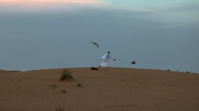 Falconers practice with their birds just before the sun sets to avoid the heat of the day