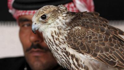 A Qatari man prepares his falcon to participate in a falcon contest during Qatar International Falcons and Hunting Festival at Sealine desert, Qatar. Critics say that hunting with falcons is a reckless hobby that threatens the houbara, a dwindling species, and funnels money into areas controlled by militias. Naseem Zeitoon / Reuters
