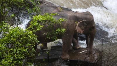 Two elephants were rescued at the weekend after being trapped on a small cliff at the waterfall in Khao Yai National Park in central Thailand. AFP