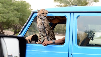 The environment agency says buying wild cats can lead to real danger. Naser Al Wasmi / The National