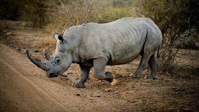 A rhino walks in the Pilanesberg nature reserve on July 22, 2012 in the North-west Province, South Africa. Gallo Images