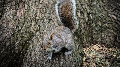 Vendors complained over the squirrelly antics and a St Paul, Minnesota park was forced to reconfigure the light show. EPA