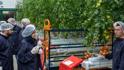 Real-time sensors and detailed data can improve the quality of a harvest and detect disease in plants. Photo: Rolf van Koppen