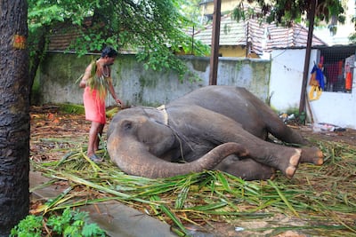 This photo, taken on October 14, 2017, shows a handler cleaning an elephant after bathing it at the Sree Padmanabhaswamy Temple Complex. Subhash Sharma / The National
