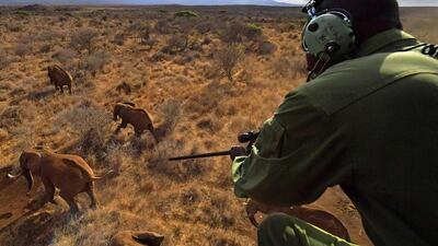 A vet shoots an elephant with a tranquilizer gun from a helicopter outside Amboseli National Park. The International Fund for Animal Welfare is collaring two young male elephants from the Amboseli region to better understand their migration routes. Carl De Souza / AFP