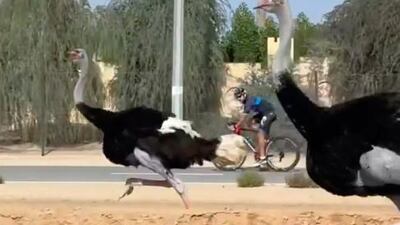 Sheikh Hamdan cycled next to two ostriches during a bike ride on New Year's Day. Instagram / Sheikh Hamdan