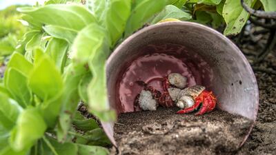 Hermit crabs take shelter in plastic. Iain McGregor/STUFF