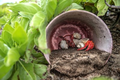 Hermit crabs shelter in plastic. Iain McGregor/STUFF