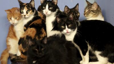 World Cat Day is designed to venerate cats... like every other day. Mariana Bazo / Reuters