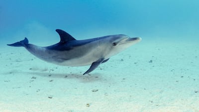The Indo-Pacific bottlenose dolphin is a regular in UAE waters.