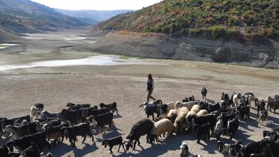 A shepherd leads his heard in the almost dried Doueisat (Duwaysat) dam outside the town of al-Diriyah in Syria's northern Idlib province. Low rainfall, structural damage and extraction by struggling farmers have emptied a key reservoir in northwestern Syria, leaving it completely dry for the first time. AFP