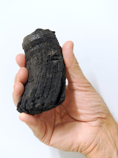 The root of the thickest ichthyosaur tooth found so far, with a diameter of 60 millimetres. Photo: University of Zurich