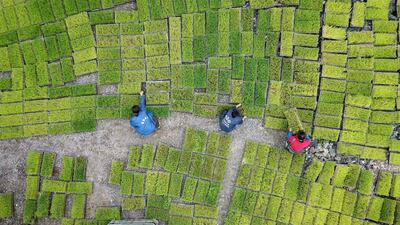 Farmers transfer rice seedling in Jianhe in China's southwestern Guizhou province. AFP