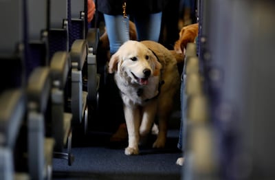 Trained service dogs are still permitted onboard as per the US Department of Transportation's new guidelines. AP Photo