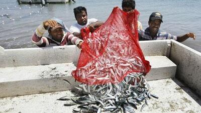 Fishermen unload their catch into a lorry. Authorities have banned weekend fishing near the Kalba beaches of Sharjah.