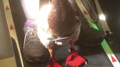 Daniel the emotional support duck wore a homemade nappy and slippers for his flight. Twitter / Mark Essig
