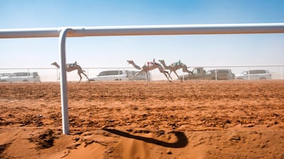 Camels run a four-kilometre race. Maxime Fossat for The National