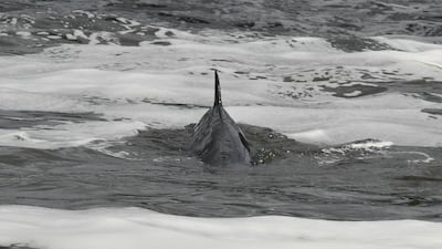 The minke whale swims by Teddington Lock in south-west London. AFP