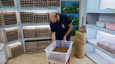 Kuwaiti businessman Jassem Buabbas with a large container of 'superworms' at his farm in Kuwait. Insects are widely eaten around the globe, with an estimated 1,000 species appearing on the dinner plates of two billion people in Africa, Asia and Latin America. AFP