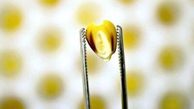 GM corn was subject to scaremongering. Daniel Acker / Bloomberg News