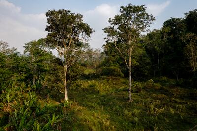 Planting trees is a common climate strategy to remove CO2 from the air. Bloomberg